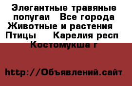 Элегантные травяные попугаи - Все города Животные и растения » Птицы   . Карелия респ.,Костомукша г.